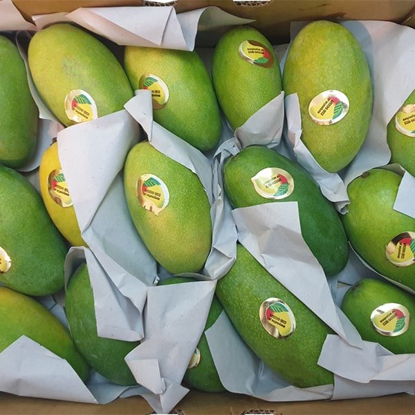 Multani Dusheri Mangoes Premium Quality 09kg Box