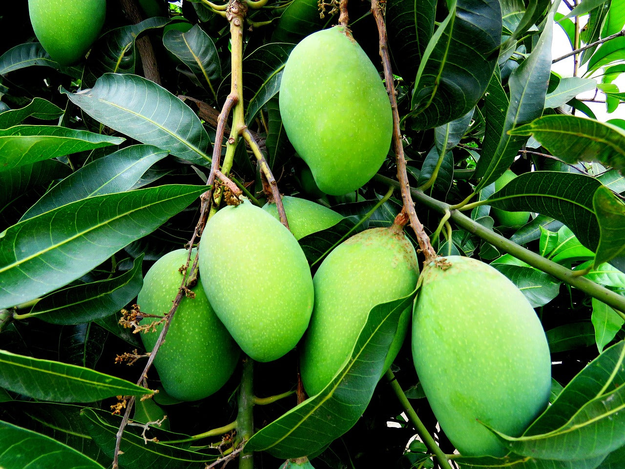 Multani White Chaunsa Hand Picked Premium Quality 05Kg