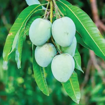 Multani Anwar Ratol Mangoes Premium Quality 09 kg