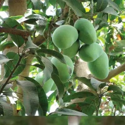 Multani White Chaunsa Hand Picked Premium Quality 09kg